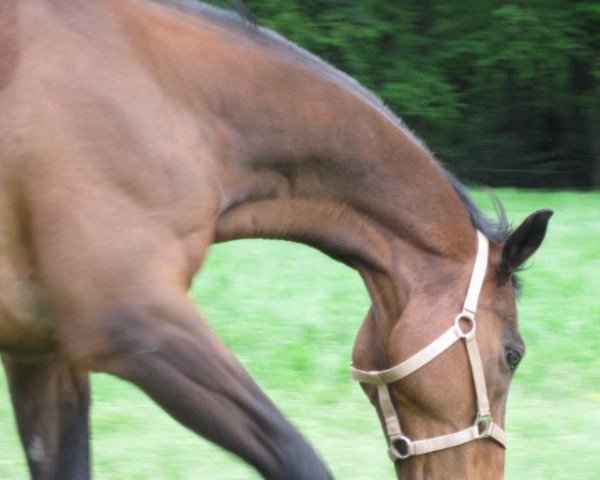 horse Wai-Kiki (Danish Warmblood, 1995, from Age xx)