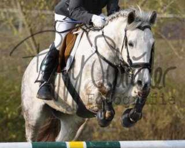 Pferd Baron 305 (Deutsches Reitpony, 2001, von Brokat)