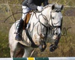 horse Baron 305 (German Riding Pony, 2001, from Brokat)