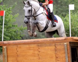 jumper Leni 49 (German Sport Horse, 2003, from Levisto Z)