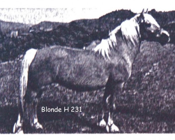 Zuchtstute Blonde (Haflinger, 1972, von Stepper 38)