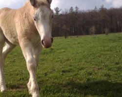 Pferd Emma (Rheinisch-Deutsches Kaltblut, 2013, von Elton von Söhre)