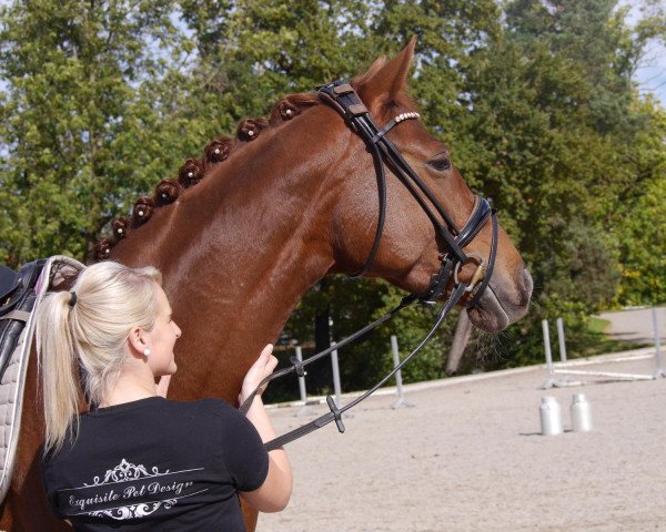 dressage horse Samba du Soleil (Hanoverian, 2012, from Spörcken)