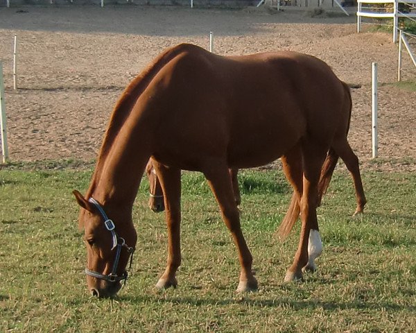 broodmare Uckerfee (Brandenburg, 1999, from Uckermärker)