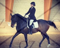 dressage horse Bronko 16 (Hanoverian, 1996, from Brentano II)