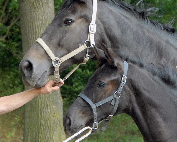 dressage horse Sunny Boy (Westphalian, 2012, from Sunday)