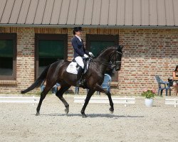 dressage horse Daywalker (Westphalian, 2007, from Daddy Cool)