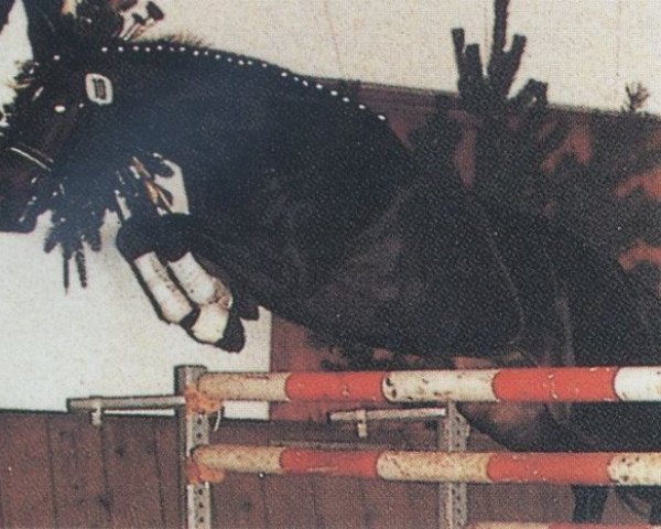 horse Shakespeare (Hanoverian, 1982, from Shogun xx)