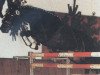 horse Shakespeare (Hanoverian, 1982, from Shogun xx)