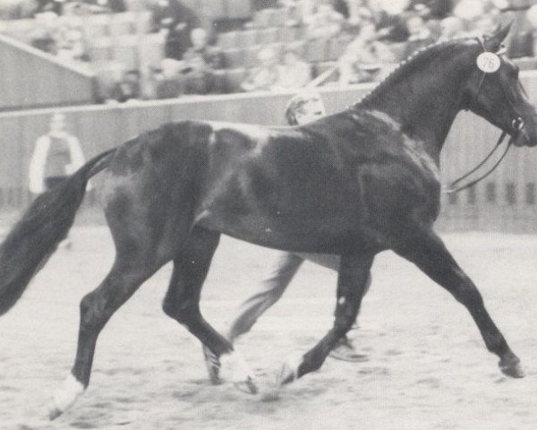 stallion Monte Carlo II (Westphalian, 1985, from Milan)