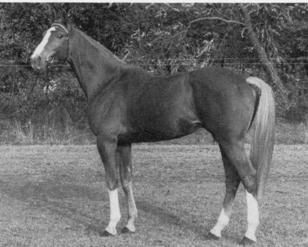 stallion Olympian Emperor xx (Thoroughbred, 1978, from Luciano xx)