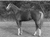 stallion Olympian Emperor xx (Thoroughbred, 1978, from Luciano xx)