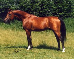 stallion Kosmonaut ox (Arabian thoroughbred, 1986, from Naftalin 1977 ox)