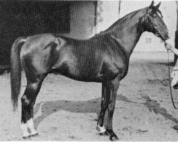 stallion Hampelmann xx (Thoroughbred, 1919, from Dolomit xx)