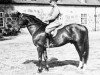 stallion Jago (Swedish Warmblood, 1931, from Hampelmann xx)