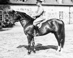 Deckhengst Jago (Schwedisches Warmblut, 1931, von Hampelmann xx)