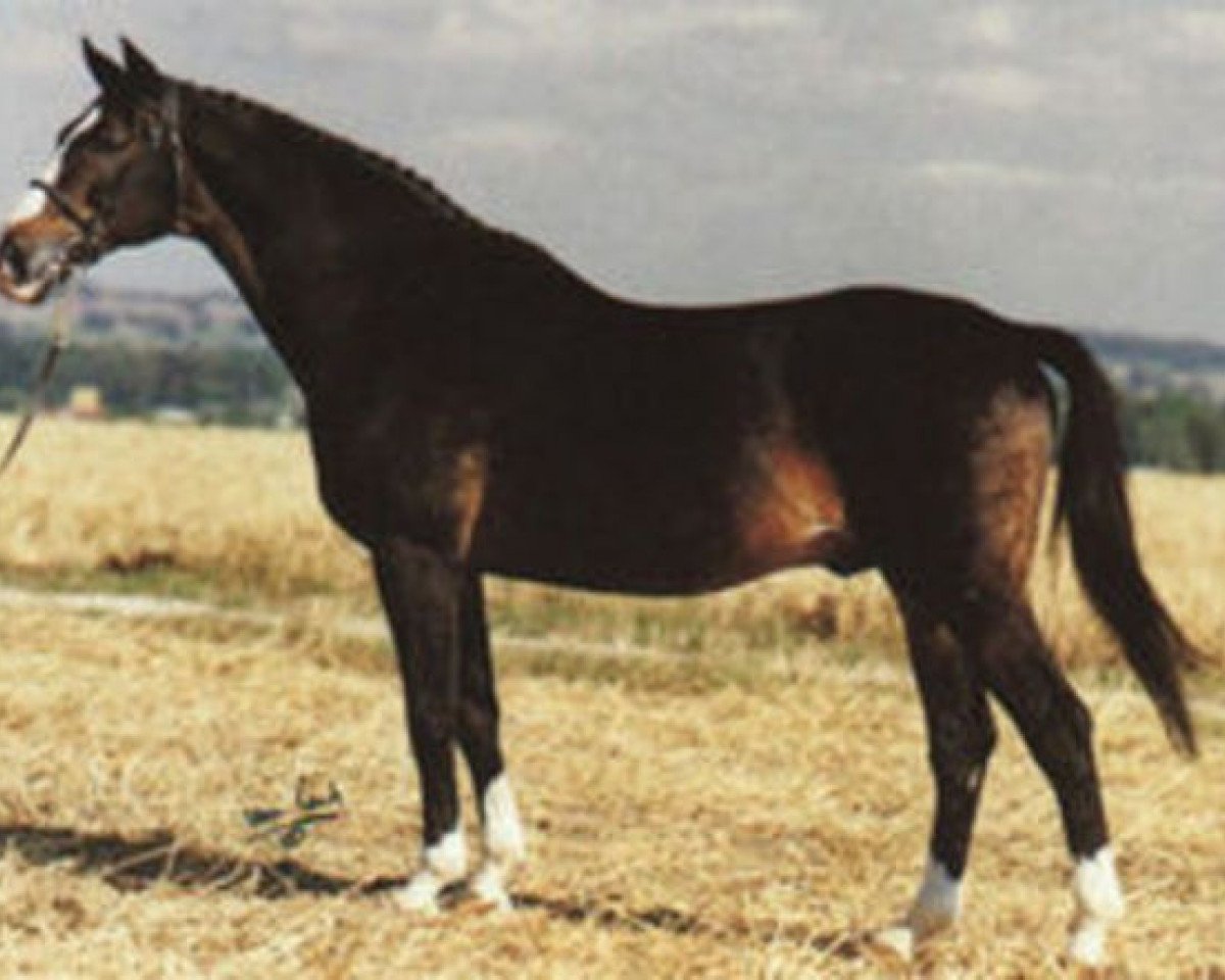 Deckhengst Ceylon (Schwedisches Warmblut, 1966, von Jovial)