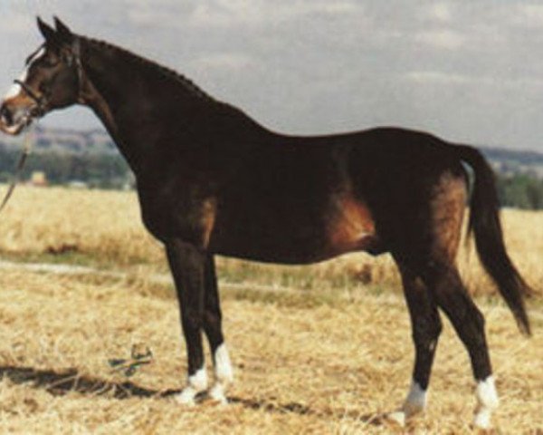 stallion Ceylon (Swedish Warmblood, 1966, from Jovial)