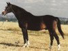 stallion Ceylon (Swedish Warmblood, 1966, from Jovial)