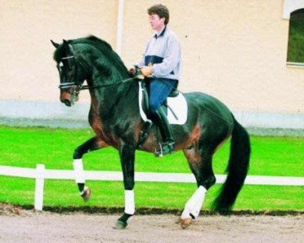 stallion Master 129 FIN (Swedish Warmblood, 1988, from Ceylon)