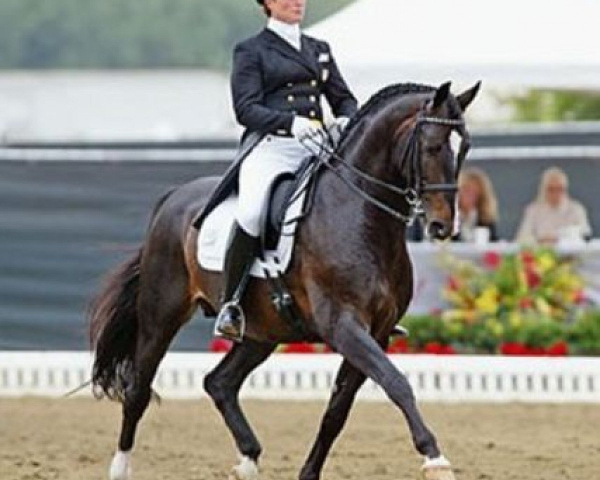 stallion Tip-Top (Swedish Warmblood, 1994, from Master 129 FIN)