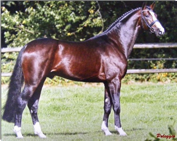 stallion Poleggio (Westphalian, 2005, from Polytraum)