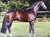 stallion Poleggio (Westphalian, 2005, from Polytraum)