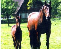 broodmare Paletta (Holsteiner, 1978, from Cor de la Bryère)