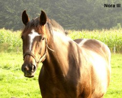 broodmare Nora III (Holsteiner, 1998, from Acobat II)