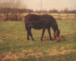 broodmare Namur (German Riding Pony, 1987, from Nadir)