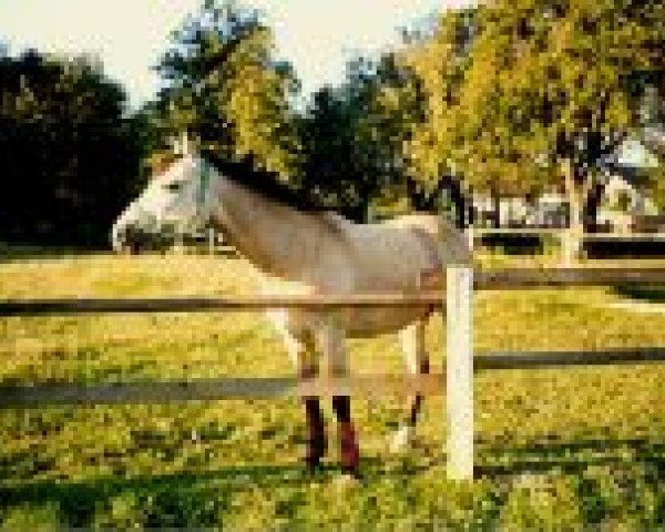 broodmare Norma (German Riding Pony, 1990, from Norman)