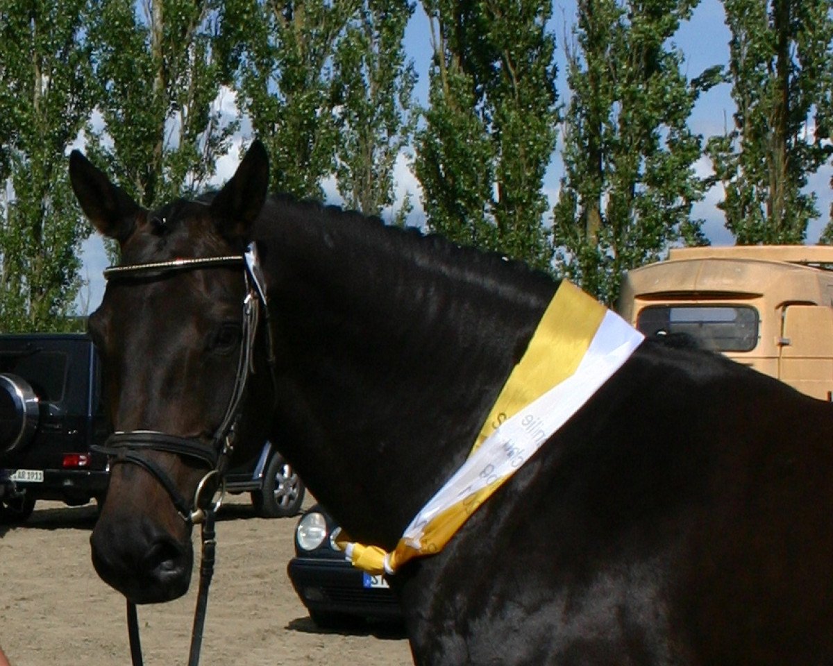 broodmare Lasiz (Hanoverian, 2000, from Landclassic)