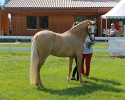 Zuchtstute De Luxe Edition K (Deutsches Reitpony, 2015, von Dimension AT NRW)