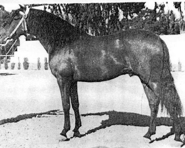 stallion Maluso (Pura Raza Espanola (PRE), 1949, from Lebrero)