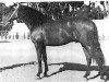 stallion Maluso (Pura Raza Espanola (PRE), 1949, from Lebrero)