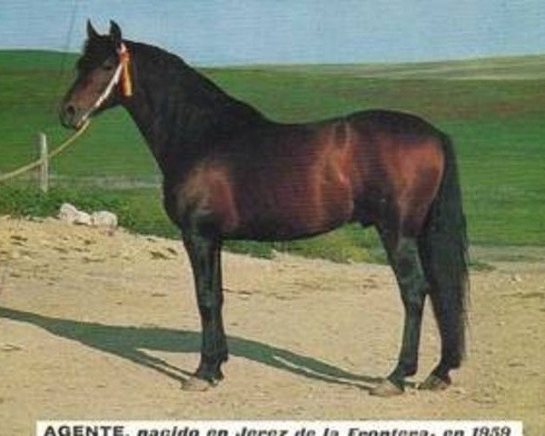 stallion Agente (Pura Raza Espanola (PRE), 1959, from Maluso)