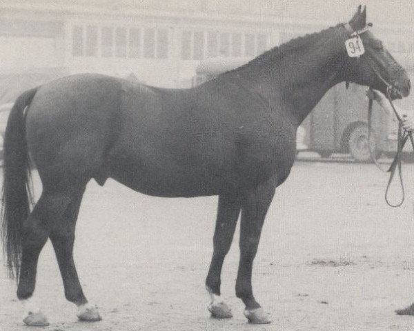 stallion Romulus II (Westphalian, 1962, from Remus I)