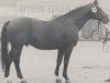 horse Romulus II (Westphalian, 1962, from Remus I)