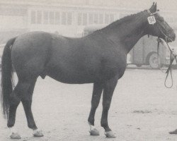 Deckhengst Romulus II (Westfale, 1962, von Remus I)