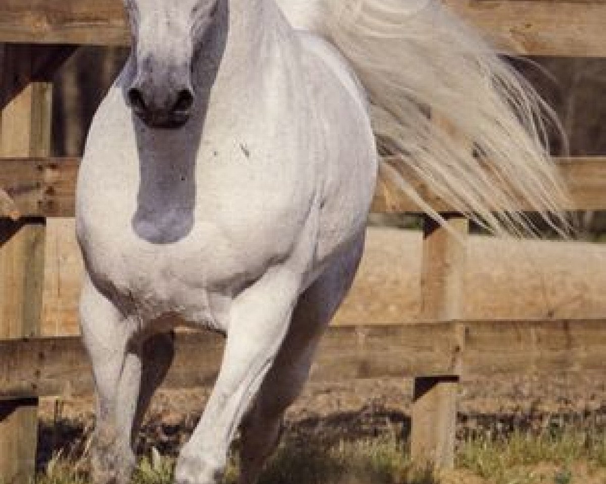 horse Jamil ox (Arabian purebred, 1975, from Madkour I ox)