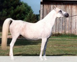 broodmare Ansata Malika EAO (Arabian thoroughbred, 1985, from Jamil ox)