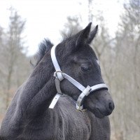 dressage horse Bajala (Westphalian, 2021, from Bohemian)