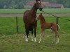 broodmare Letinia (Hanoverian, 1991, from Lanthan)