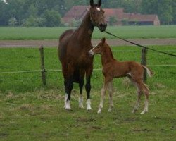 broodmare Letinia (Hanoverian, 1991, from Lanthan)