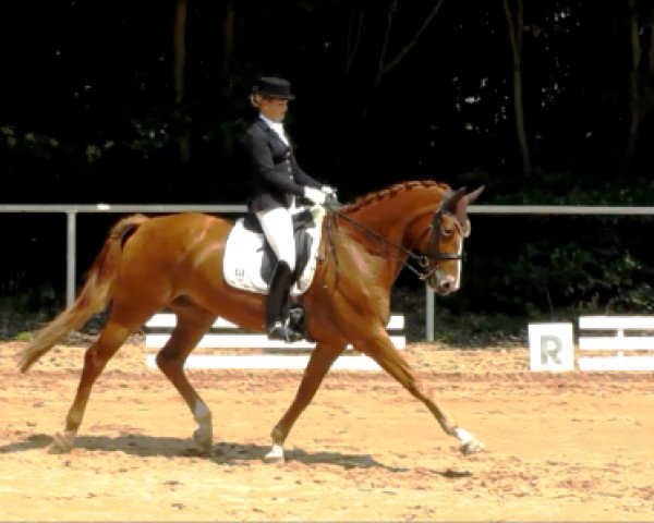 dressage horse Wico (Hanoverian, 2003, from Worldly I)