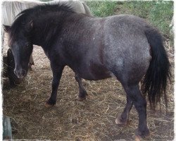 Zuchtstute Isetta vom Buchberg (Dt.Part-bred Shetland Pony, 2002, von Mc Doedel)