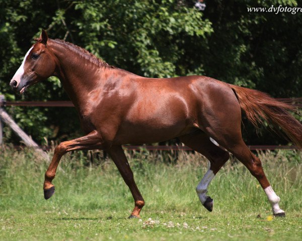 horse Le Ceanu (Nederlands Welsh Ridepony, 2007, from Le Matsjo)