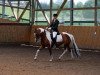 dressage horse Amanda 256 (Lewitzer, 2001, from Agnus Dei)