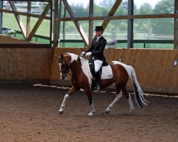 dressage horse Amanda 256 (Lewitzer, 2001, from Agnus Dei)