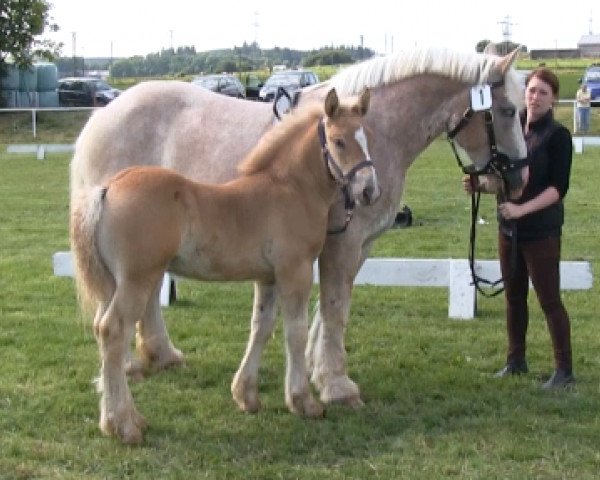 Pferd Eddy (Rheinisch-Deutsches Kaltblut, 2013, von Elton von Söhre)